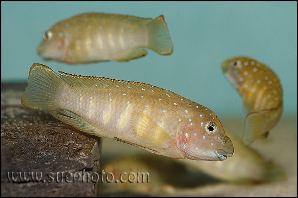 Eretmodus cyanostictus 'Kasanga'